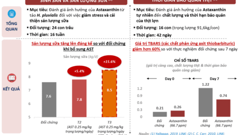 Astaxanthin tự nhiên: Tiềm năng ứng dụng trên gia súc, gia cầm