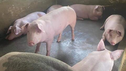 Giá heo hơi ngày 11/2/2022: Người chăn nuôi nhỏ lẻ kiếm lời?