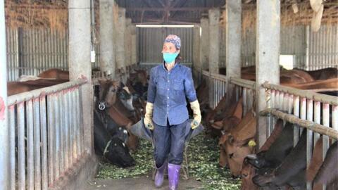 Nhân rộng mô hình chăn nuôi hữu cơ, tuần hoàn