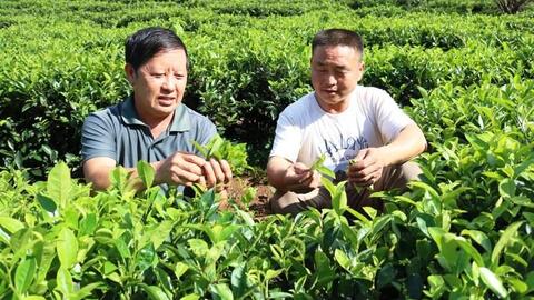 Tỉnh Sơn La ứng dụng công nghệ sinh học trong sản xuất nông nghiệp