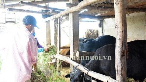 Quảng Ngãi: Sơn Tịnh tập trung phòng, chống bệnh viêm da nổi cục trên đàn trâu, bò