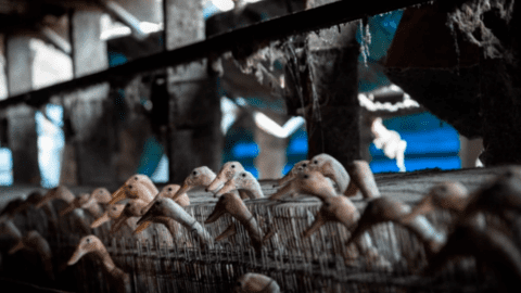 Nơi đầu tiên thế giới cấm nuôi vịt đẻ trứng nhốt chuồng
