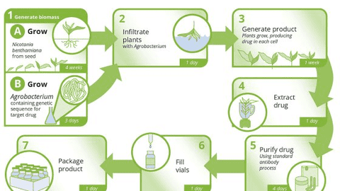 Vaccine từ thực vật cho dịch tả heo