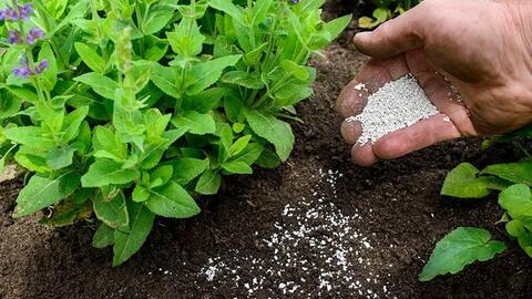Thiết kế gene các chủng vi khuẩn để bón phân cho cây trồng