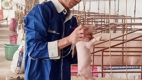 Người nuôi lợn thuê trở thành tỷ phú