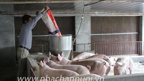 Giá heo hơi hôm nay tăng nhẹ ở một số địa phương