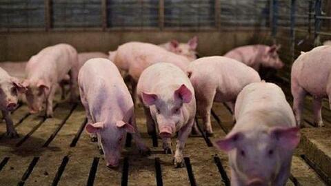 Giá heo hơi hôm nay mức cao nhất đạt 57.000 đồng/kg