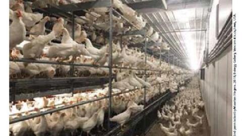 5 gợi ý tăng lợi nhuận từ chăn nuôi gà đẻ theo kiểu lồng tự do