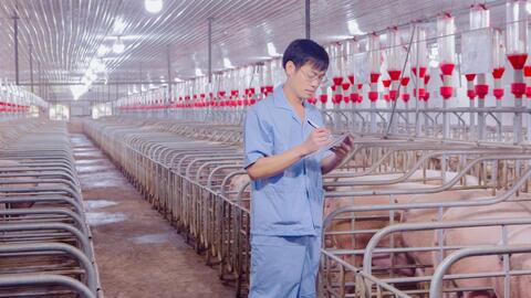 Bí quyết của chăn nuôi heo bền vững là chủ động nguồn con giống