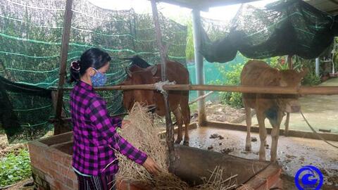 Tiền Giang: Khống chế bệnh Viêm da nổi cục trên trâu, bò