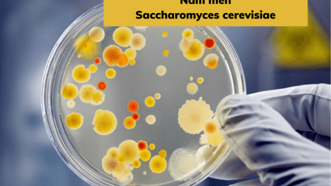 Tối ưu hoá điều kiện lên men sinh tổng hợp Glutathione bởi nấm men Saccharomyces cerevisiae bằng phương pháp bề mặt đáp ứng