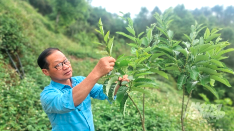 Nông dân biên giới giàu từ nuôi lợn khép kín