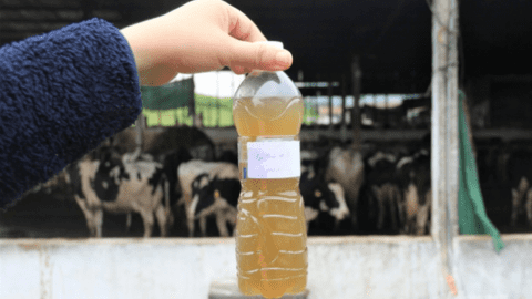 Phát triển chăn nuôi tuần hoàn nhờ lợi thế công nghệ sinh học