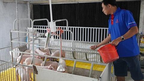 Thức ăn công nghiệp: Lựa chọn tối ưu của nhà chăn nuôi hiện đại