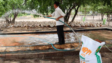 Làm giàu từ mô hình nuôi vịt đẻ siêu trứng