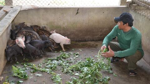 Anh Đinh Văn Ó (Quảng Ngãi): Thoát nghèo nhờ nuôi heo rừng