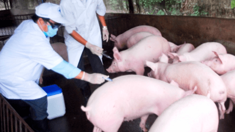 An Giang tổ chức tiêm phòng vacxin miễn phí cho đàn vật nuôi