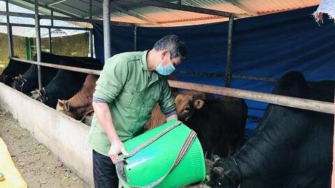 Ông Hoàng Văn Xanh (Hà Giang): Thu lãi 350 triệu mỗi năm nhờ nuôi vỗ béo bò