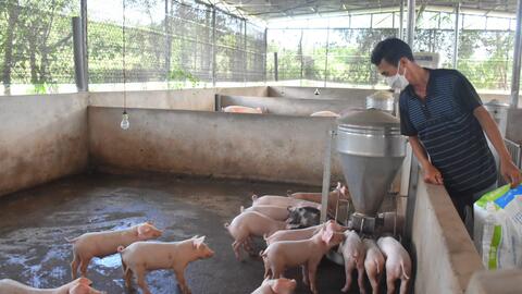 Bà Rịa-Vũng Tàu: Heo giống ế ẩm, giá thấp