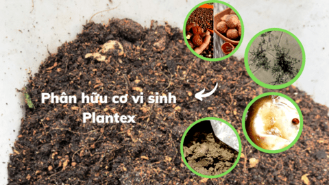 Biến chất thải nhà máy sữa thành phân bón hữu cơ vi sinh