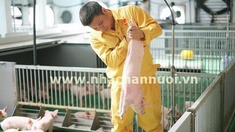 Phú Lương (Thái Nguyên): Thống nhất triển khai dự án chăn nuôi lợn công nghệ cao