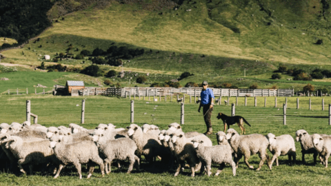 New Zealand sẽ là nước đầu tiên buộc nông dân trả tiền khí thải trong chăn nuôi ​