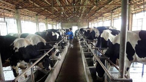Chăn nuôi bò sữa tại Hà Nội: Còn nhiều dư địa phát triển