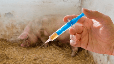 Thêm một loại vacxin tả lợn Châu Phi tiềm năng