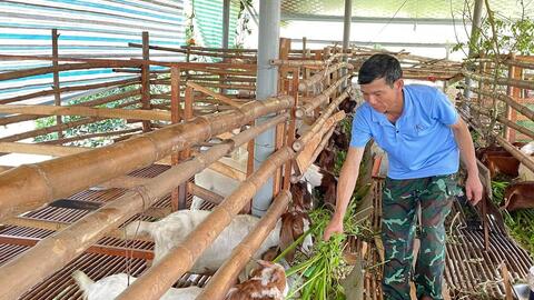 Nghệ An: Người đầu tiên đưa giống dê lai Boer về nuôi