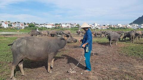 Trâu bò mất giá, bí đầu ra