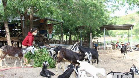Ninh Thuận: Hiệu quả từ mô hình chăn nuôi dê, cừu sinh sản tại xã Phước Trung