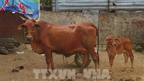 Giá trâu, bò giảm, người chăn nuôi ở Lào Cai “tiến thoái lưỡng nan”
