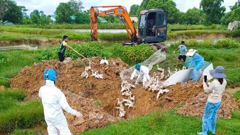 Lơ là công tác tiêm phòng vắc-xin, nguy cơ dịch bệnh tấn công đàn gia cầm ở Hà Tĩnh