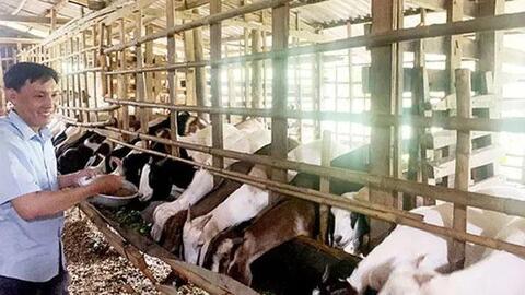Chăn nuôi kết hợp trồng trọt: Mô hình kinh tế tuần hoàn cho nông hộ
