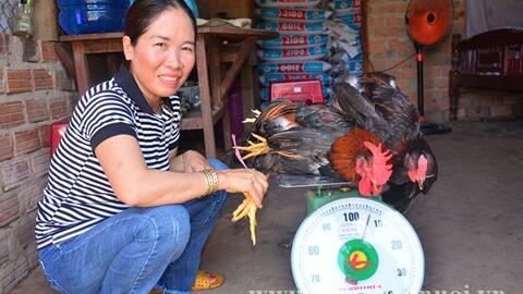 Quảng Ngãi:  Hiệu quả mô hình nuôi gà thả vườn theo qui trình VietGAHP gắn với tiêu thụ sản phẩm