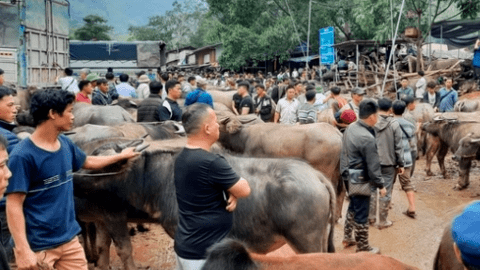 Chăn nuôi trâu, bò ngóng thị trường