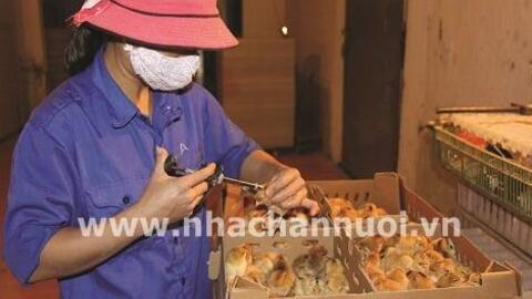 Bình Phước: 6 địa phương là vùng an toàn dịch bệnh Cúm gia cầm