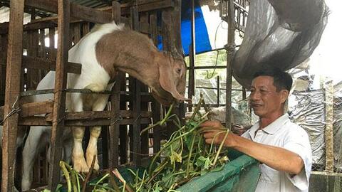 Hợp tác nuôi dê, tăng thu nhập