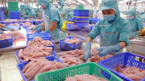 Tín hiệu mừng từ con cá tra
