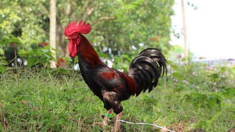 Chăn nuôi đặc sản bản địa