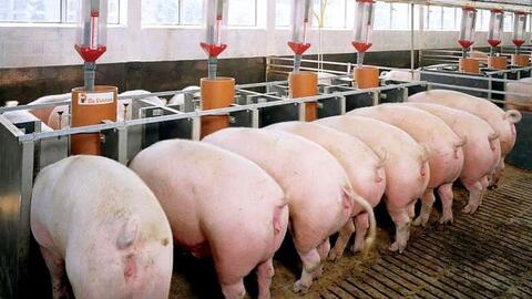 Phú Yên: Trao giấy phép đầu tư cho dự án chăn nuôi gần 800 tỷ