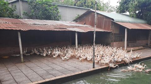 Hiệu quả từ mô hình nuôi vịt đẻ trên cạn 