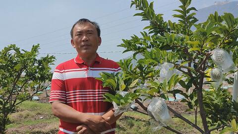 Mãng cầu Tây Ninh thắng lớn 