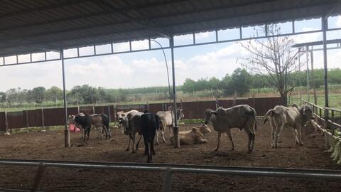 Hai cơ sở chăn nuôi bị đề nghị xử phạt 110 triệu đồng vì sử dụng chất cấm trong chăn nuôi 