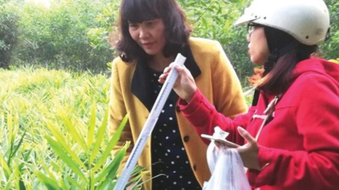 Gìn giữ hương vị gừng Huế