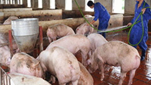 Quy chuẩn kỹ thuật quốc gia về nước thải chăn nuôi sử dụng cho cây trồng