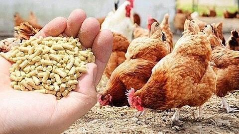 Giá thức ăn chăn nuôi thế giới trong tuần từ ngày 07/02-15/02/2023