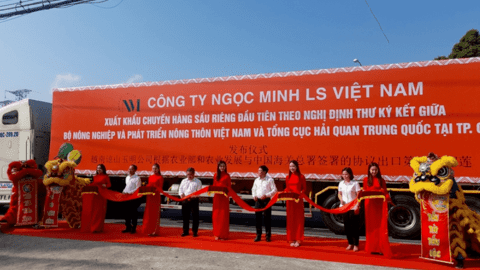 Cần Thơ xuất khẩu lô sầu riêng đầu tiên sang Trung Quốc