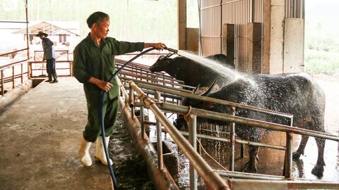Vì sao Trung Quốc mở cửa biên giới, giá trâu, bò ở Nghệ An vẫn ‘chạm đáy’?