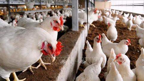 Nga: Ngành gia cầm đặt mục tiêu tham vọng